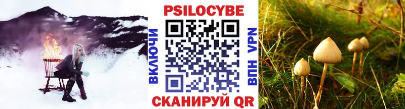 купить   Черноголовка  Псилоцибиновые грибы GOLDEN TEACHER 